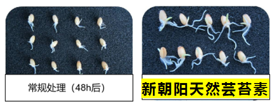 小麥拌種選新朝陽天然蕓苔素，讓小麥高產(chǎn)贏在起跑線上！（小麥在什么時候用蕓苔素效果最佳）